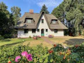 Haus-Seemoewe
